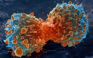 Ученым удалось превратить раковые клетки в иммунные